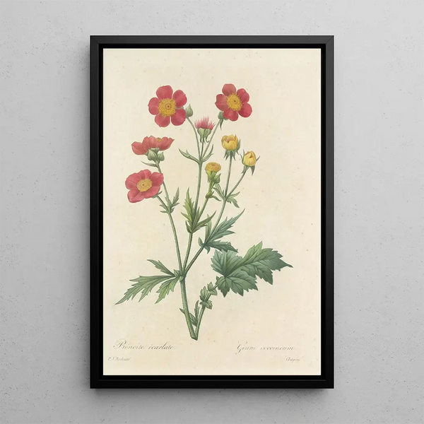 Auswahl der schönsten Blumen pl 012 - Pierre Joseph Redouté — gerahmtes Bild an der Wand