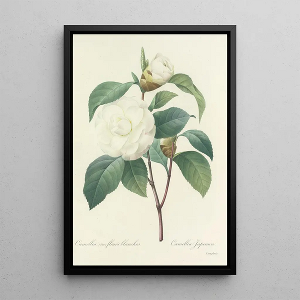 Auswahl der schönsten Blumen pl 017 - Pierre Joseph Redouté — gerahmtes Bild an der Wand