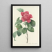 Auswahl der schönsten Blumen pl 019 - Pierre Joseph Redouté — gerahmtes Bild an der Wand
