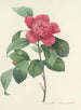Auswahl der schönsten Blumen pl 019 - Pierre Joseph Redouté — Ansicht des Kunstwerks