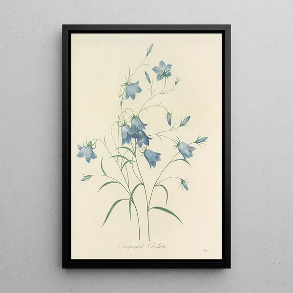 Auswahl der schönsten Blumen pl 020 - Pierre Joseph Redouté — gerahmtes Bild an der Wand