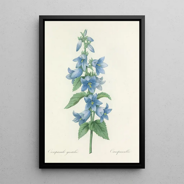Auswahl der schönsten Blumen pl 021 - Pierre Joseph Redouté — gerahmtes Bild an der Wand