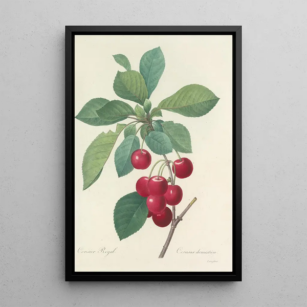 Auswahl der schönsten Blumen pl 022 - Pierre Joseph Redouté — gerahmtes Bild an der Wand