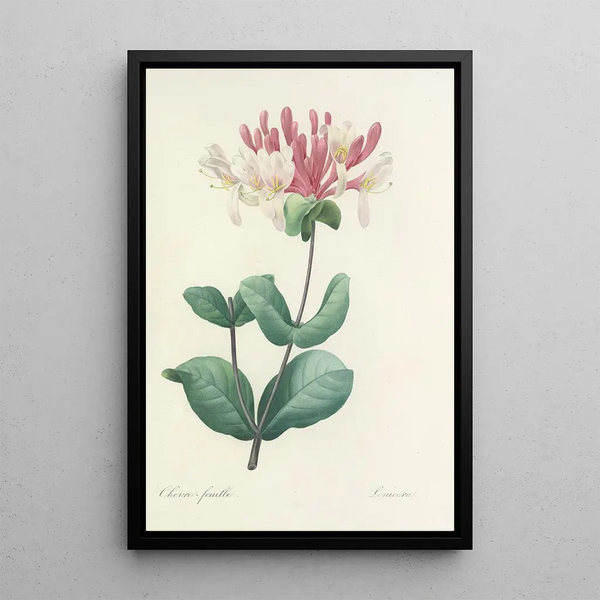Auswahl der schönsten Blumen pl 023 - Pierre Joseph Redouté — gerahmtes Bild an der Wand