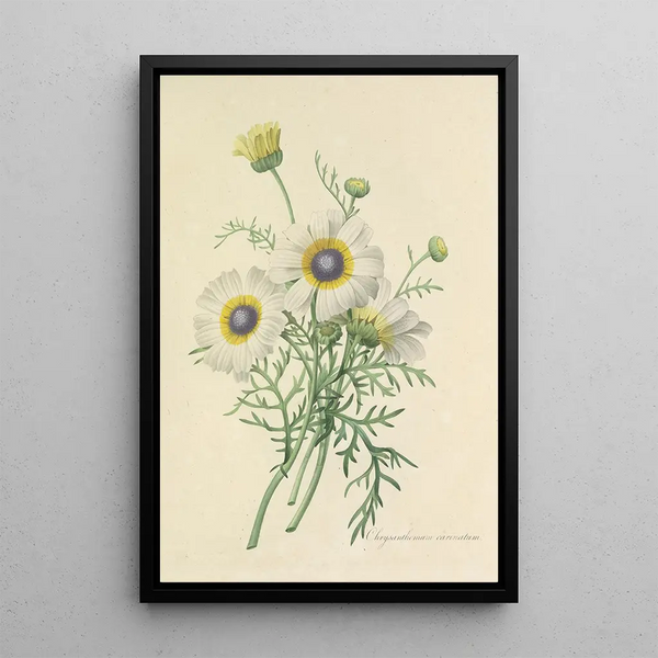 Auswahl der schönsten Blumen pl 024 - Pierre Joseph Redouté — gerahmtes Bild an der Wand