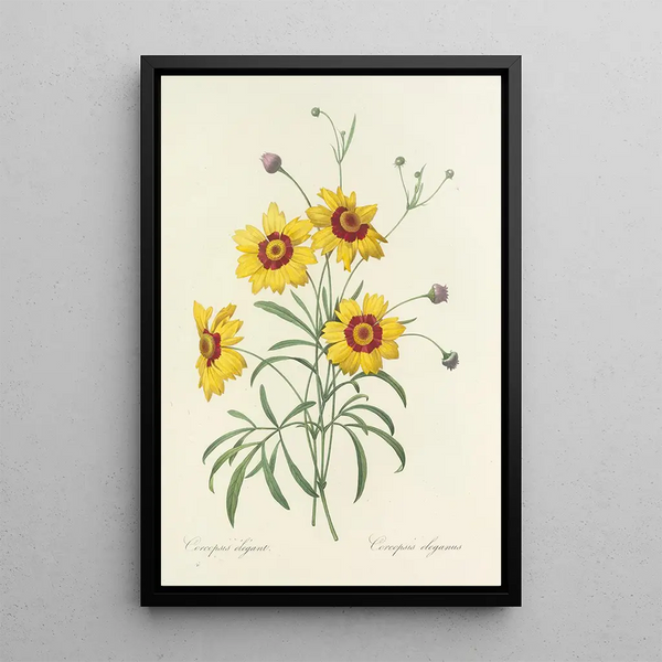 Auswahl der schönsten Blumen pl 026 - Pierre Joseph Redouté — gerahmtes Bild an der Wand