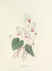 Auswahl der schönsten Blumen pl 029 - Pierre Joseph Redouté — Ansicht des Kunstwerks