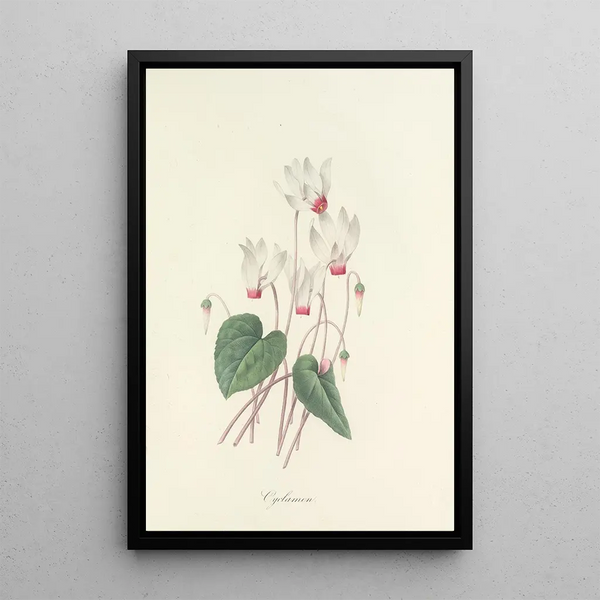 Auswahl der schönsten Blumen pl 029 - Pierre Joseph Redouté — gerahmtes Bild an der Wand