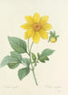Auswahl der schönsten Blumen pl 031 - Pierre Joseph Redouté — Ansicht des Kunstwerks