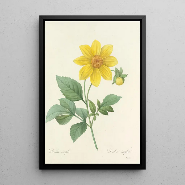 Auswahl der schönsten Blumen pl 031 - Pierre Joseph Redouté — gerahmtes Bild an der Wand