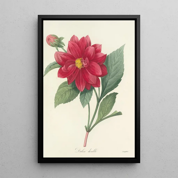 Auswahl der schönsten Blumen pl 032 - Pierre Joseph Redouté — gerahmtes Bild an der Wand