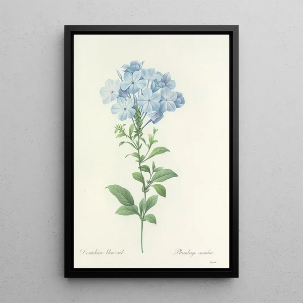 Auswahl der schönsten Blumen pl 034 - Pierre Joseph Redouté — gerahmtes Bild an der Wand