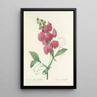 Pierre Joseph Redout - Choix des plus belles fleurs pl 038.webp