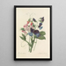 Auswahl der schönsten Blumen pl 039 - Pierre Joseph Redouté — gerahmtes Bild an der Wand