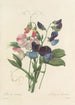Auswahl der schönsten Blumen pl 039 - Pierre Joseph Redouté — Ansicht des Kunstwerks