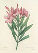 Auswahl der schönsten Blumen pl 040 - Pierre Joseph Redouté — Ansicht des Kunstwerks