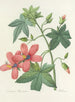 Auswahl der schönsten Blumen pl 041 - Pierre-Joseph Redouté — Ansicht des Kunstwerks