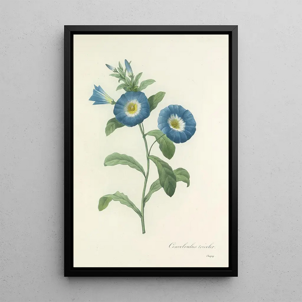 Auswahl der schönsten Blumen pl 043 - Pierre Joseph Redouté — gerahmtes Bild an der Wand