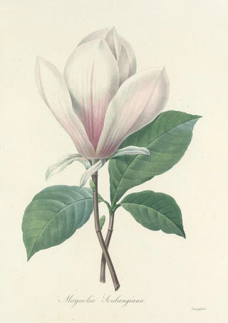 Pierre Joseph Redout - Choix des plus belles fleurs pl 046.webp