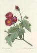 Auswahl der schönsten Blumen pl 047 - Pierre Joseph Redouté — Ansicht des Kunstwerks