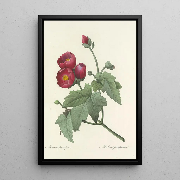 Auswahl der schönsten Blumen pl 047 - Pierre Joseph Redouté — gerahmtes Bild an der Wand