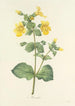 Auswahl der schönsten Blumen pl 048 - Pierre Joseph Redouté — Ansicht des Kunstwerks