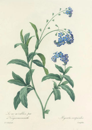 Pierre Joseph Redout - Choix des plus belles fleurs pl 050.webp