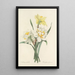 Auswahl der schönsten Blumen pl 051 - Pierre Joseph Redouté — gerahmtes Bild an der Wand