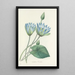 Auswahl der schönsten Blumen pl 055 - Pierre Joseph Redouté — gerahmtes Bild an der Wand