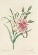 Auswahl der schönsten Blumen pl 056 - Pierre Joseph Redouté — Ansicht des Kunstwerks