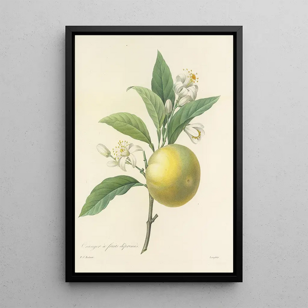 Auswahl der schönsten Blumen pl 058 - Pierre Joseph Redouté — gerahmtes Bild an der Wand