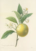 Auswahl der schönsten Blumen pl 058 - Pierre Joseph Redouté — Ansicht des Kunstwerks
