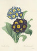 Auswahl der schönsten Blumen pl 059 - Pierre Joseph Redouté — Ansicht des Kunstwerks