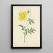 Auswahl der schönsten Blumen pl 060 - Pierre Joseph Redouté — gerahmtes Bild an der Wand
