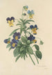 Auswahl der schönsten Blumen pl 066 - Pierre Joseph Redouté — Ansicht des Kunstwerks