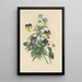 Auswahl der schönsten Blumen pl 066 - Pierre Joseph Redouté — gerahmtes Bild an der Wand