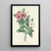 Auswahl der schönsten Blumen pl 068 - Pierre Joseph Redouté — gerahmtes Bild an der Wand