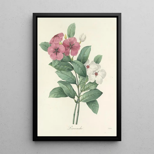 Auswahl der schönsten Blumen pl 068 - Pierre Joseph Redouté — gerahmtes Bild an der Wand
