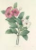 Auswahl der schönsten Blumen pl 068 - Pierre Joseph Redouté — Ansicht des Kunstwerks