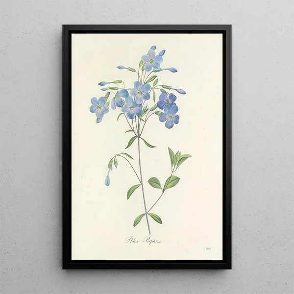 Auswahl der schönsten Blumen pl 070 - Pierre Joseph Redouté — gerahmtes Bild an der Wand