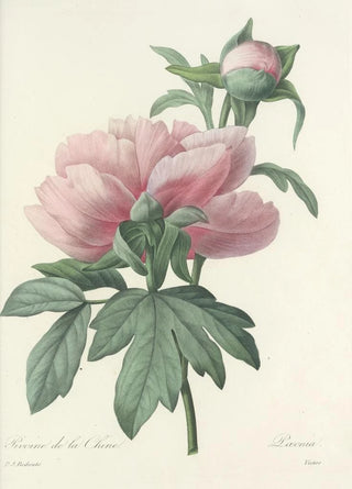 Pierre Joseph Redout - Choix des plus belles fleurs pl 071.webp