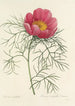 Auswahl der schönsten Blumen pl 073 - Pierre Joseph Redouté — Ansicht des Kunstwerks