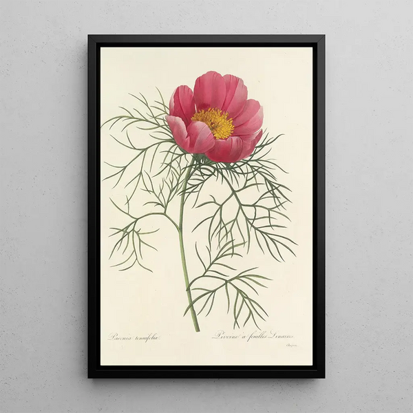 Auswahl der schönsten Blumen pl 073 - Pierre Joseph Redouté — gerahmtes Bild an der Wand