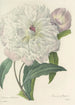 Auswahl der schönsten Blumen pl 074 - Pierre Joseph Redouté — Ansicht des Kunstwerks