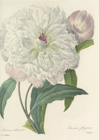 Pierre Joseph Redout - Choix des plus belles fleurs pl 074.webp