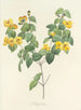 Auswahl der schönsten Blumen pl 076 - Pierre-Joseph Redouté — Ansicht des Kunstwerks