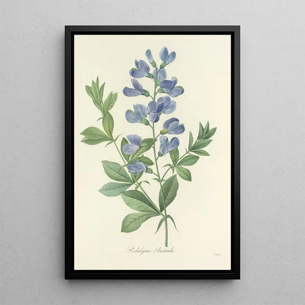 Auswahl der schönsten Blumen pl 077 - Pierre Joseph Redouté — gerahmtes Bild an der Wand