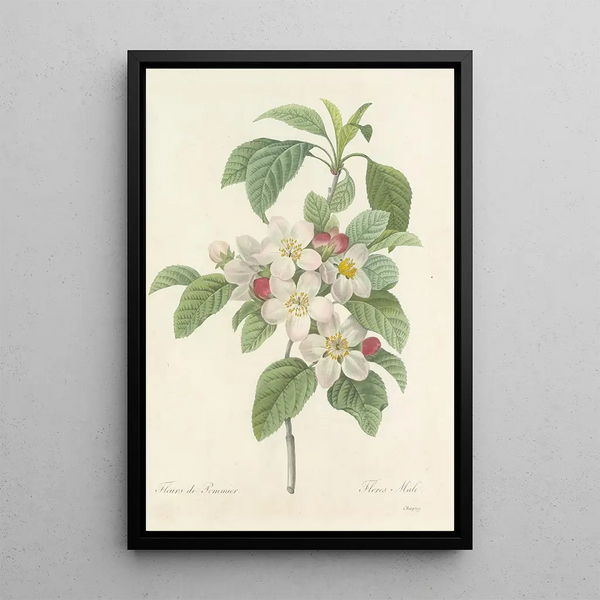 Auswahl der schönsten Blumen pl 079 - Pierre Joseph Redouté — gerahmtes Bild an der Wand
