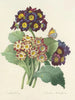 Auswahl der schönsten Blumen pl 080 - Pierre-Joseph Redouté — Ansicht des Kunstwerks