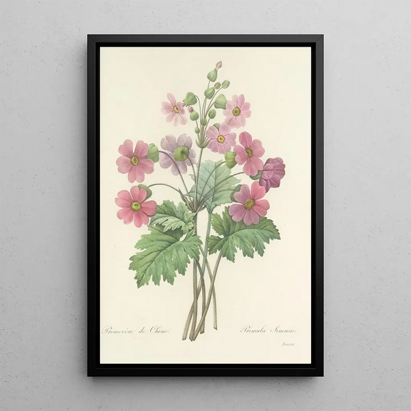 Auswahl der schönsten Blumen pl 081 - Pierre Joseph Redouté — gerahmtes Bild an der Wand